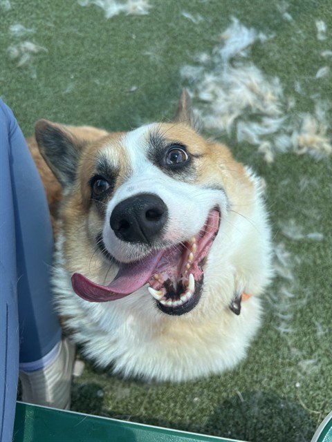 FINN - Pembroke Welsh Corgi available for adoption