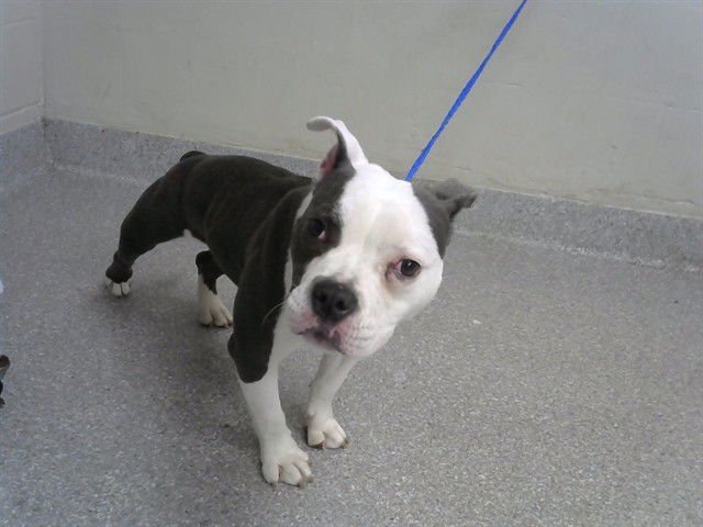 SWEET PEA - French Bulldog / American Pit Bull Terrier available for adoption