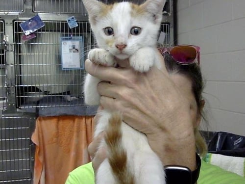 A186686 - Domestic Short Hair available for adoption