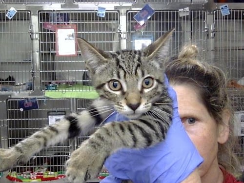 A188670 - Domestic Short Hair available for adoption
