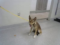 FAWN - Photo 1