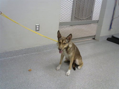 FAWN - Australian Kelpie available for adoption
