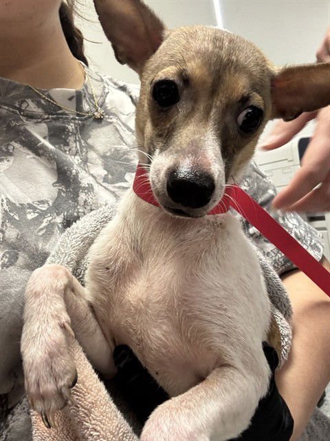 A183737 - Chihuahua available for adoption