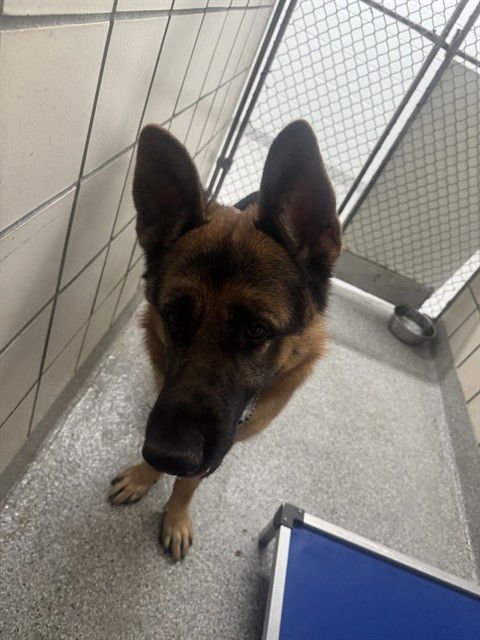 CARL - German Shepherd Dog available for adoption