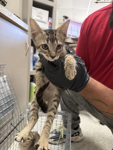 A187901 - Domestic Short Hair available for adoption