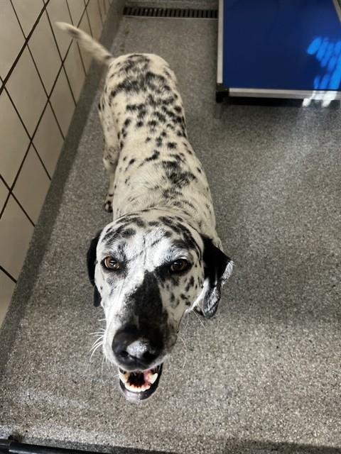 CHARLIE - Dalmatian / Great Pyrenees available for adoption