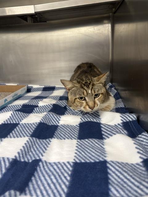 BUTCH - Domestic Short Hair available for adoption