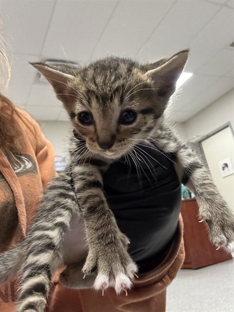 A183102 - Domestic Short Hair available for adoption