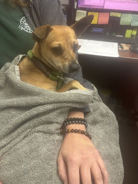 A183510 - Chihuahua available for adoption