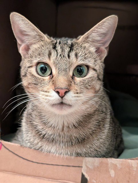 HONEY COMB - Domestic Short Hair available for adoption
