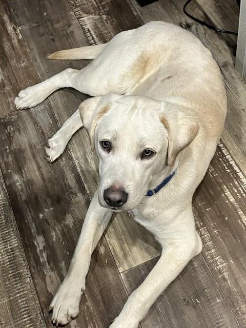 BLUE - Labrador Retriever available for adoption