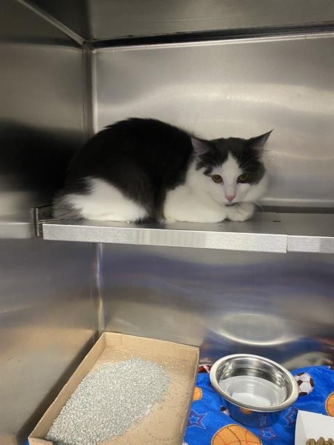 CANDY - Domestic Short Hair available for adoption