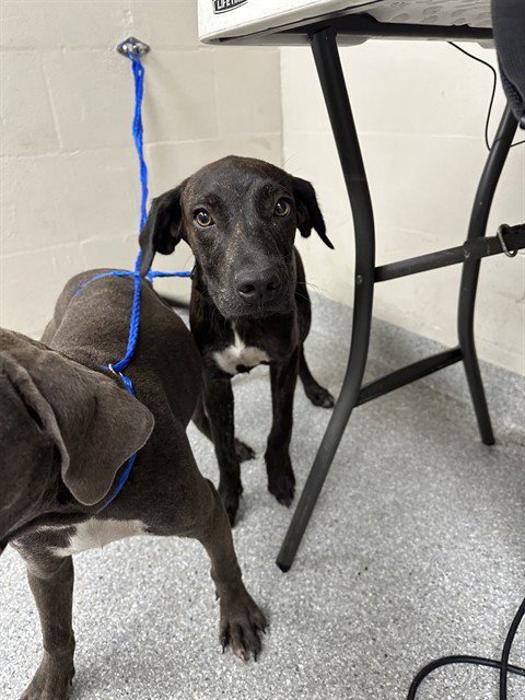 VIXON - American Pit Bull Terrier available for adoption