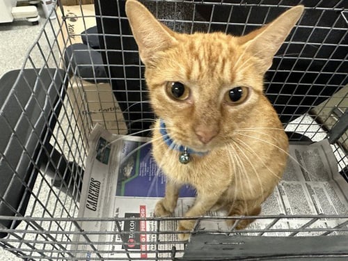 A184951 - Domestic Short Hair available for adoption