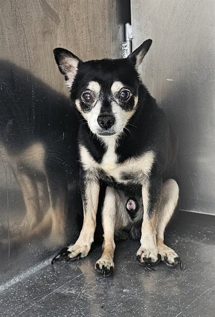 A188515 - Chihuahua available for adoption