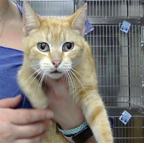 PEACH - Domestic Short Hair available for adoption