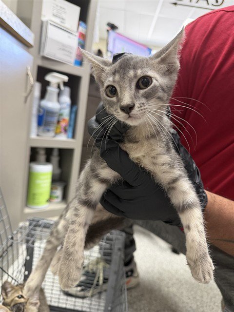 A187903 - Domestic Short Hair available for adoption