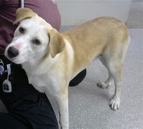 SOPHIE - Labrador Retriever available for adoption