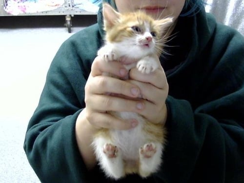 A188341 - Domestic Medium Hair available for adoption