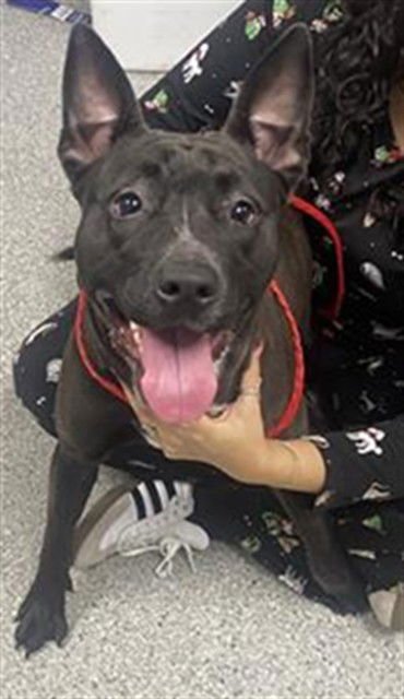 PIPPIN - Staffordshire Bull Terrier available for adoption