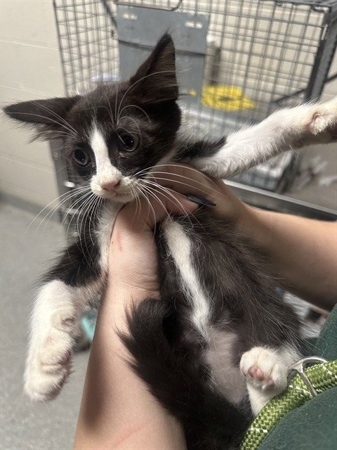 A188676 - Domestic Short Hair available for adoption