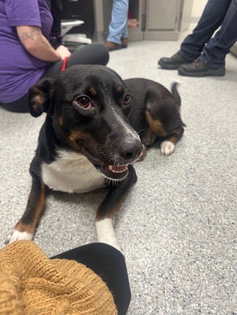 AUTUMN - Border Collie available for adoption