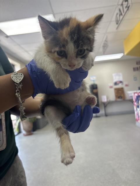 A186860 - Domestic Medium Hair available for adoption