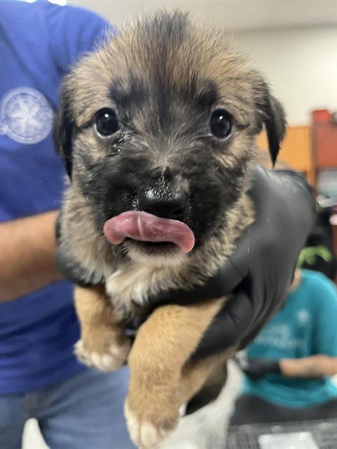 A182662 - Cairn Terrier available for adoption