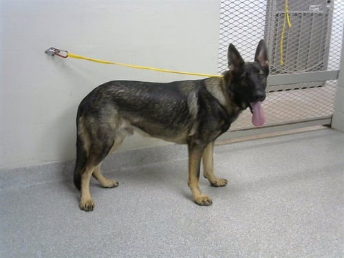 A187426 - German Shepherd Dog available for adoption