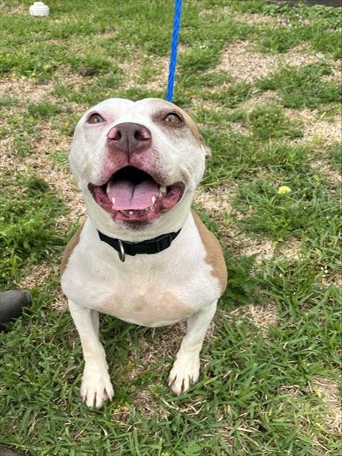 CHERRY - Pointer available for adoption