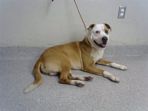 A184065 - American Pit Bull Terrier available for adoption