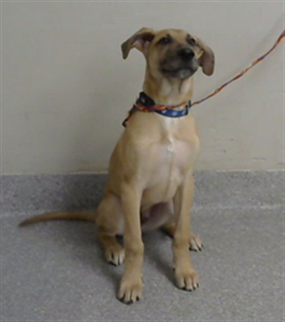 SIMBA - Labrador Retriever available for adoption