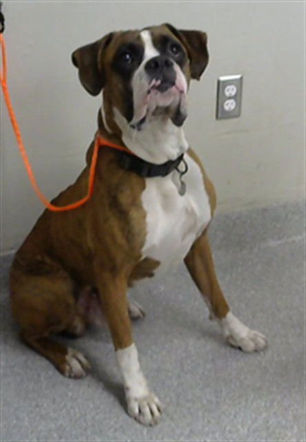A182858 - Boxer available for adoption