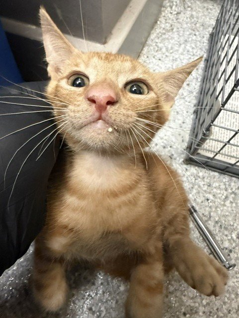 A186770 - Domestic Short Hair available for adoption