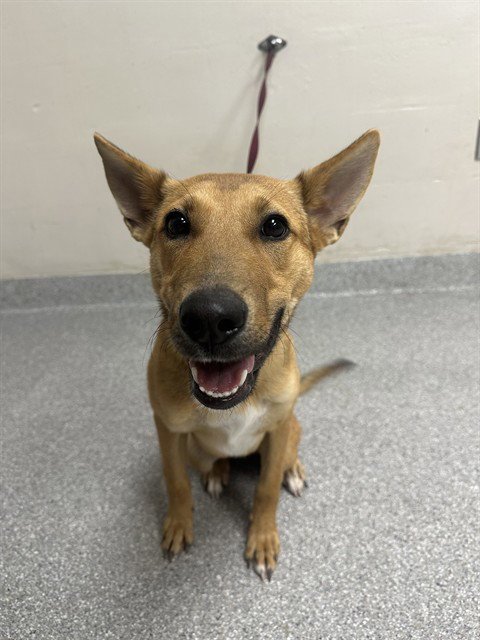 DAKI - German Shepherd Dog available for adoption