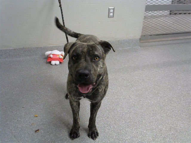 PACO - American Pit Bull Terrier available for adoption