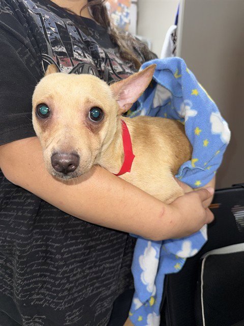 A187035 - Chihuahua available for adoption