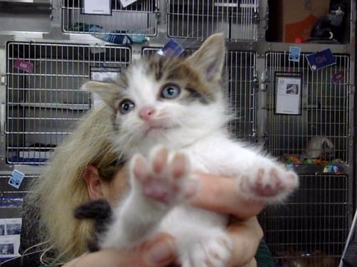 PRINCESS - Domestic Short Hair available for adoption