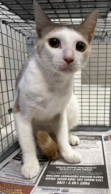 SUSHI - Domestic Short Hair available for adoption