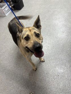 ANAYA - German Shepherd Dog available for adoption