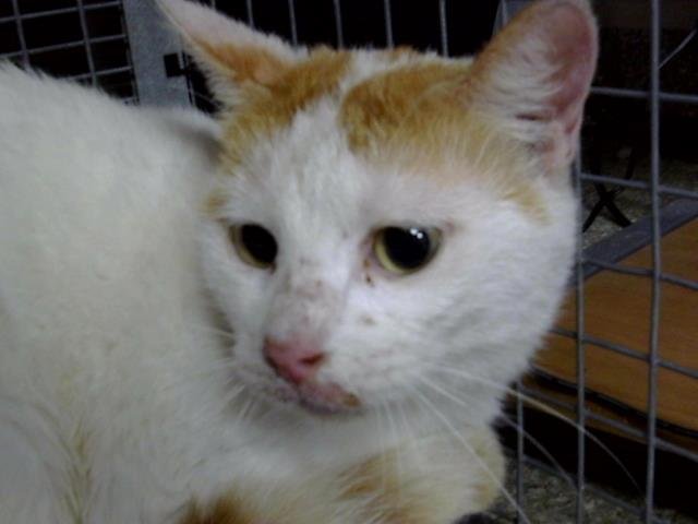 AURORA - Domestic Short Hair available for adoption