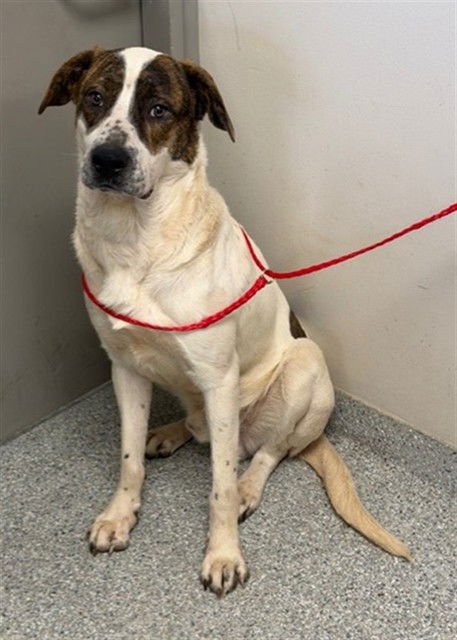 ODIN - Cane Corso Mastiff available for adoption