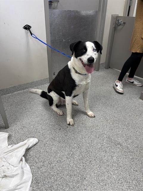 CASPER - Labrador Retriever available for adoption