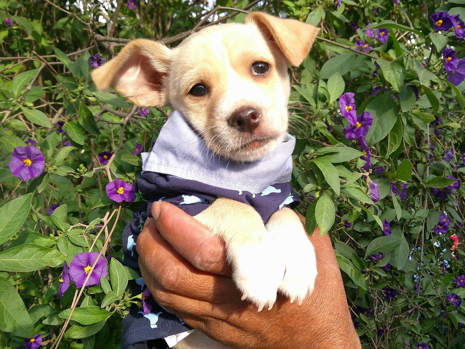 DIAMONEE - Skye Terrier / Terrier available for adoption