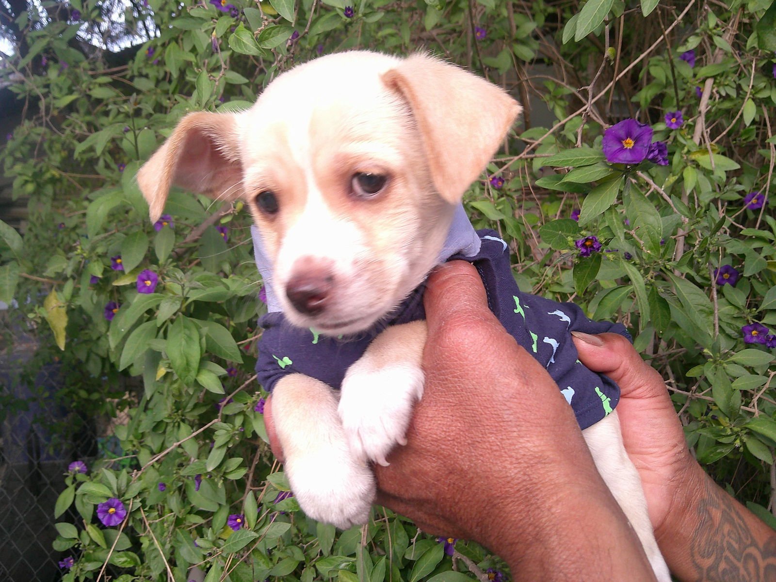 DIAMOND/ - Skye Terrier / Terrier available for adoption