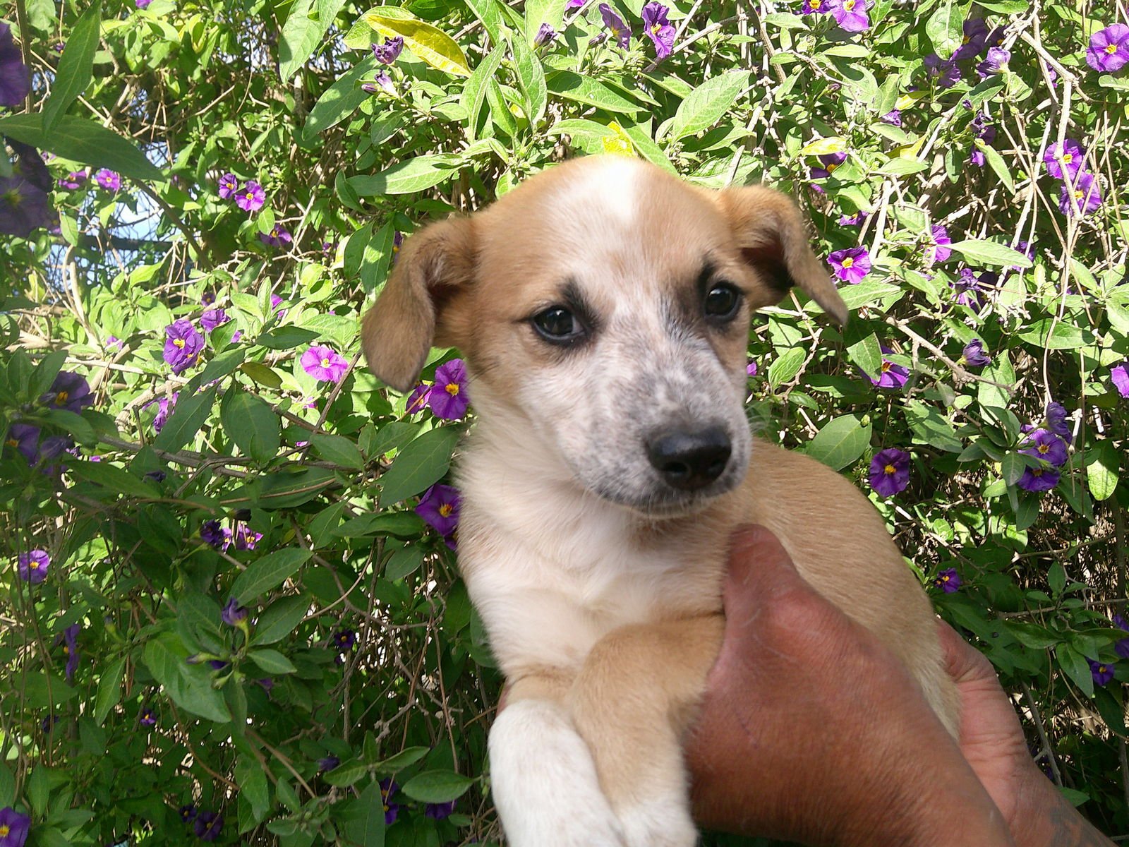 SUZI2 - Terrier / Labrador Retriever available for adoption