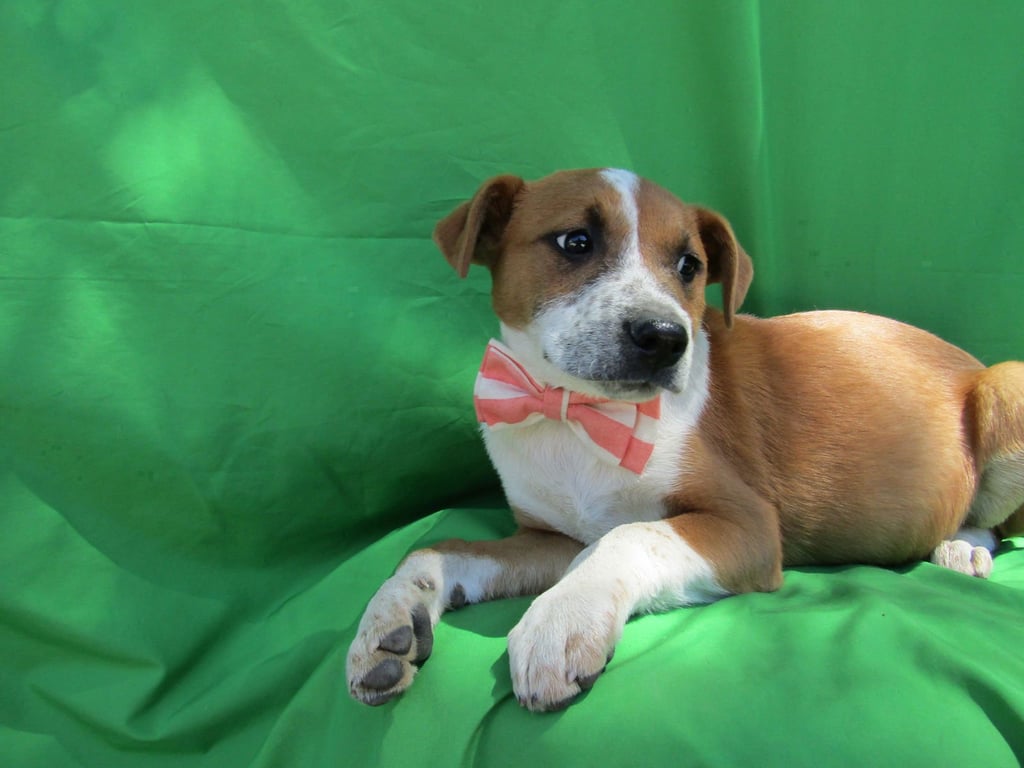 Gingerx Image