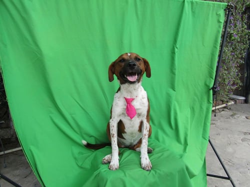 GINGERX - Terrier / Labrador Retriever available for adoption