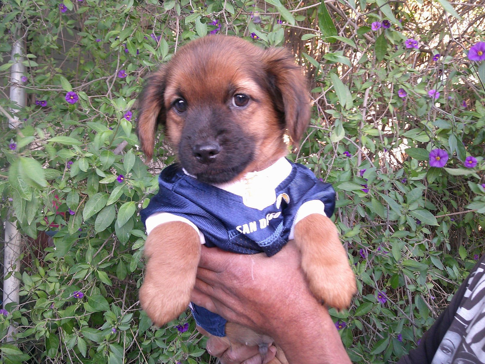 TITAN* - Dachshund / Labrador Retriever available for adoption