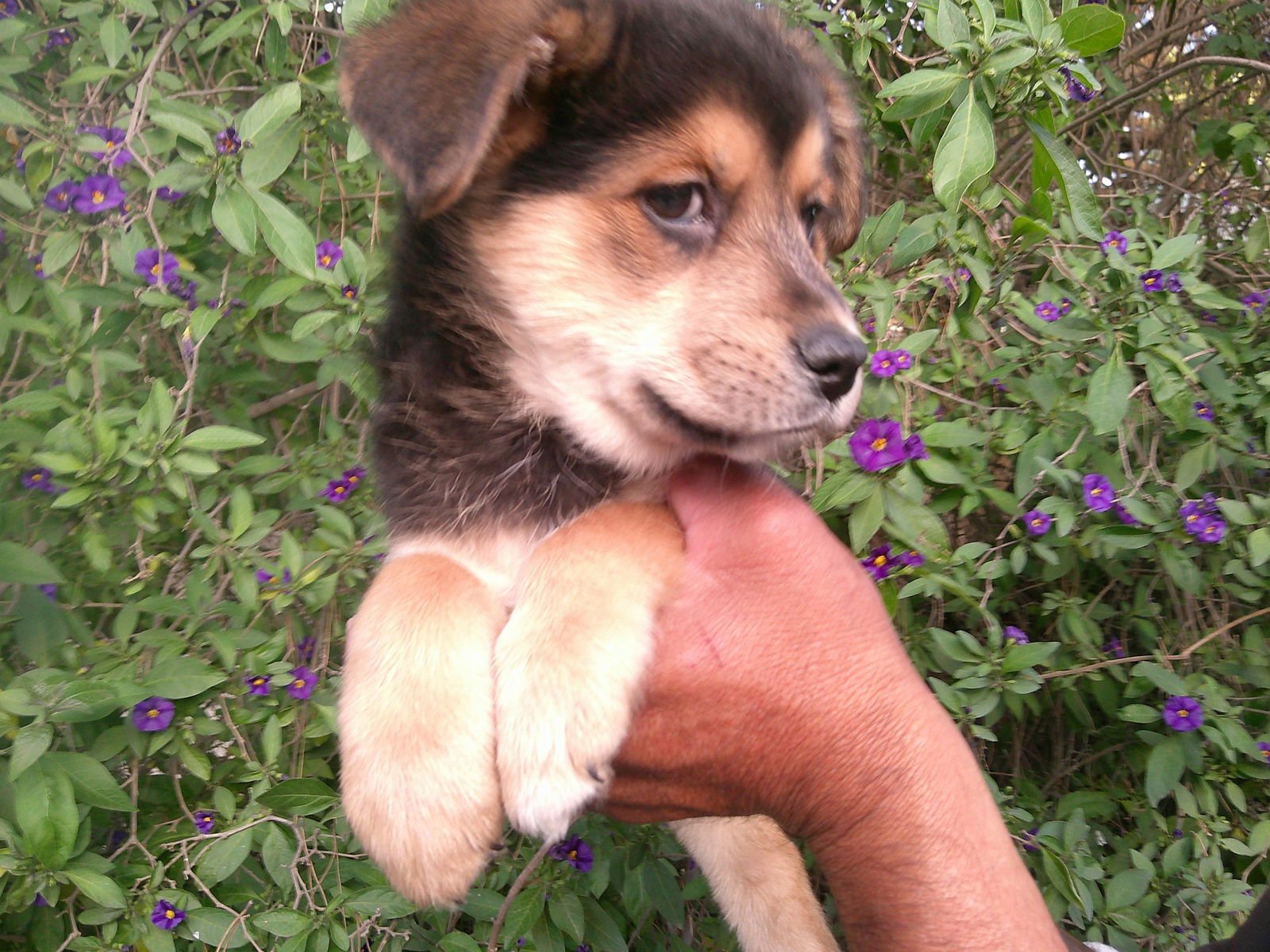 GEORGIA/ - Miniature Pinscher / Labrador Retriever available for adoption